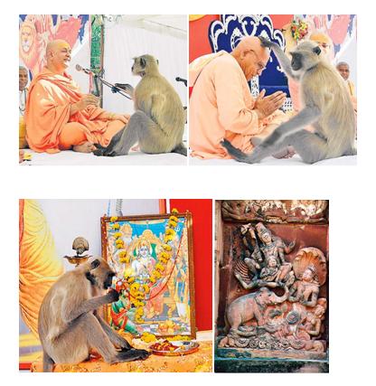 Animal Worship Animal Worship