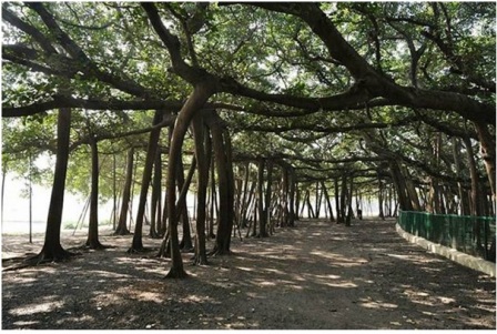 Banyan Tree Banyan Tree